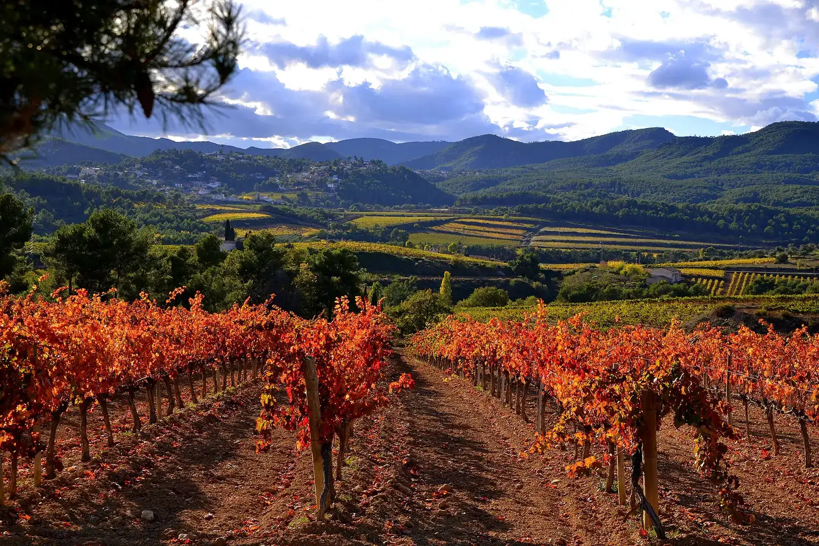 Vinyes de tardor a Santa Maria de Foix, a l'Alt Penedès